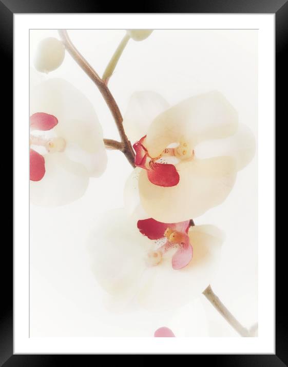 Pink Orchid Framed Mounted Print by Scott Anderson