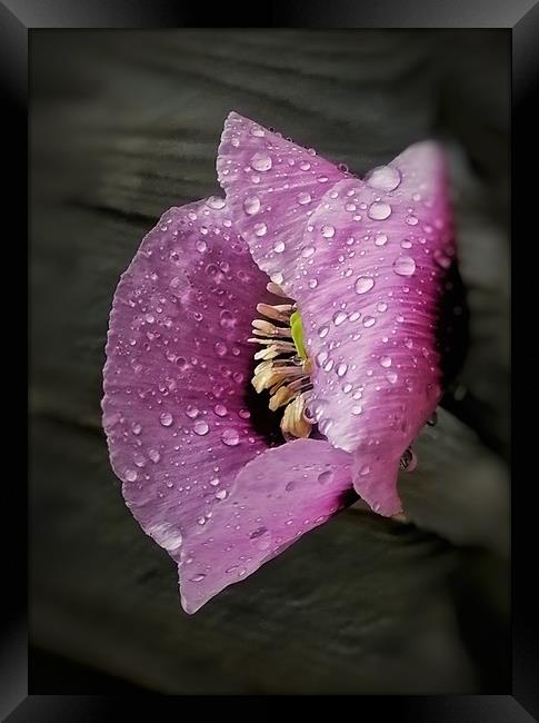 Raindrops on Poppy Framed Print by Scott Anderson