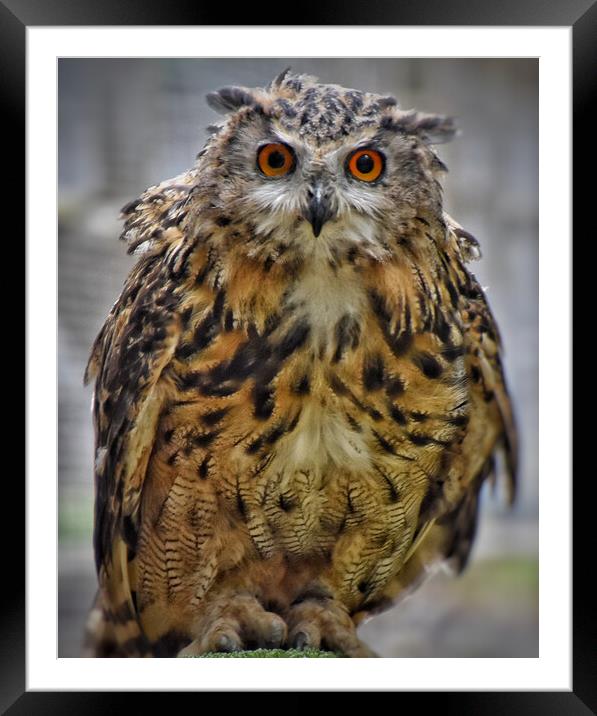 Eagle Owl Framed Mounted Print by Scott Anderson