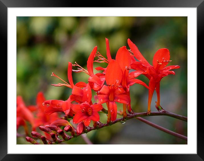 Crocosmia - Lucifer Framed Mounted Print by Stephen Cocking