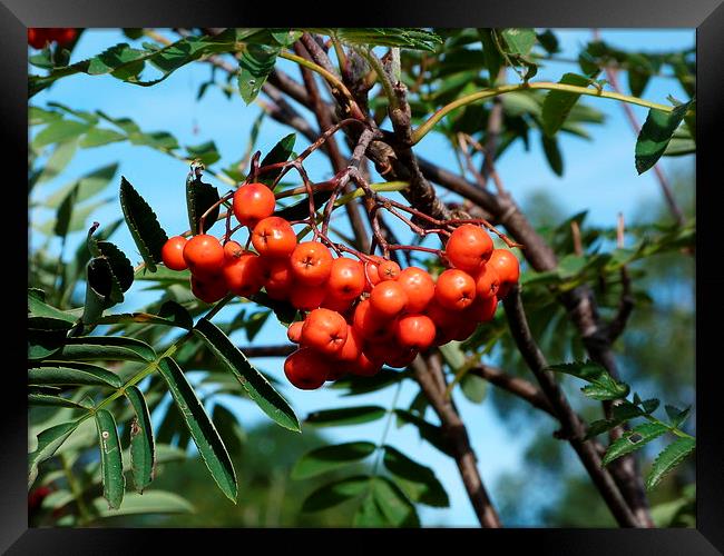 Berries on Mountain Ash Tree Framed Print by Stephen Cocking