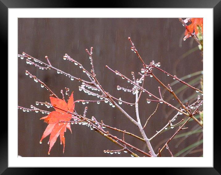 Water Droplets on Acer Tree Framed Mounted Print by Stephen Cocking