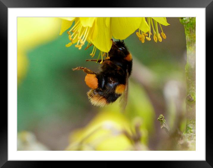 Bumble Bee on Pollnating Framed Mounted Print by Stephen Cocking