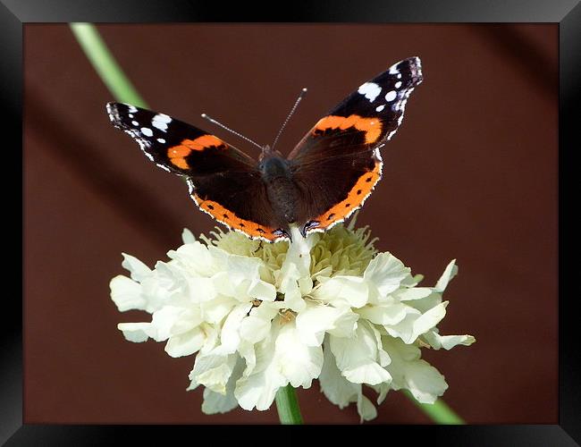 Red Admiral on Scabiosa Flower Framed Print by Stephen Cocking