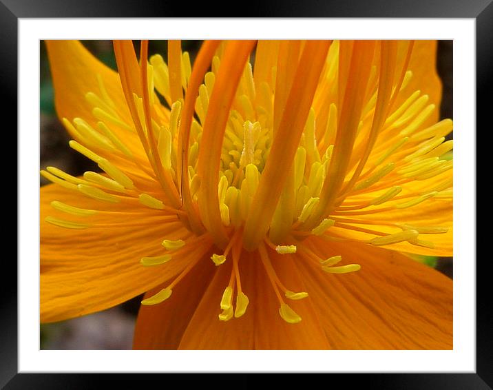  Globe flower Framed Mounted Print by Stephen Cocking