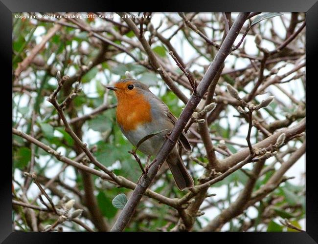  Robin in the Garden Framed Print by Stephen Cocking