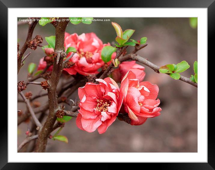  Quince  Framed Mounted Print by Stephen Cocking