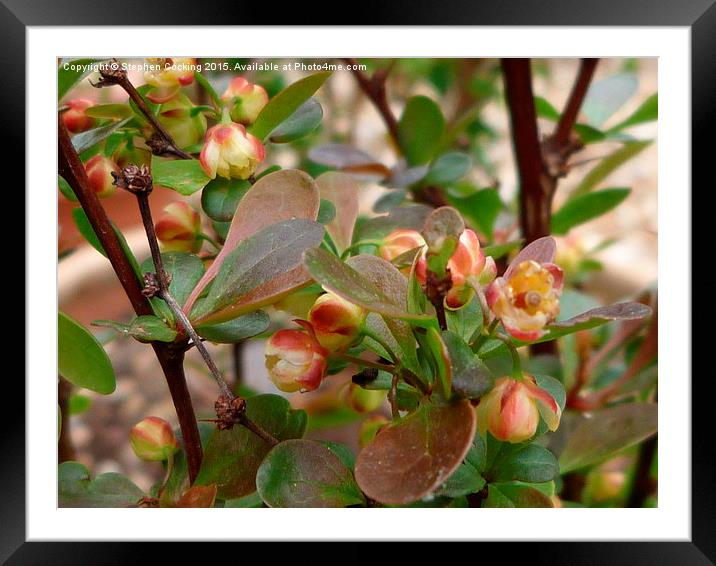  Berberis Colours Framed Mounted Print by Stephen Cocking