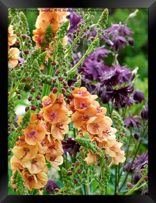  Verbascum and Aquilegia Framed Print by Stephen Cocking