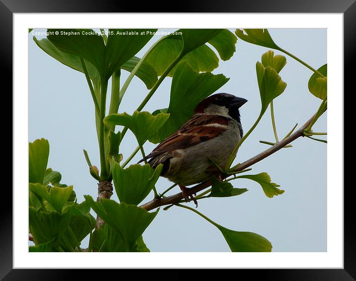  House Sparrow in Gingko Biloba Tree Framed Mounted Print by Stephen Cocking