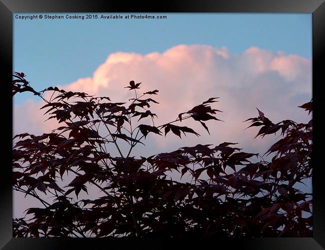  Acer Leaves at Sunset Framed Print by Stephen Cocking