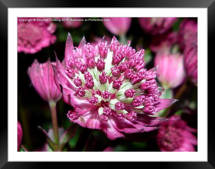  Star of Beauty - Astrantia major Framed Mounted Print by Stephen Cocking