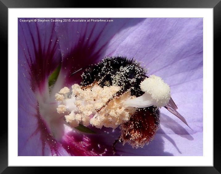  Bumble Bee on Flower Framed Mounted Print by Stephen Cocking