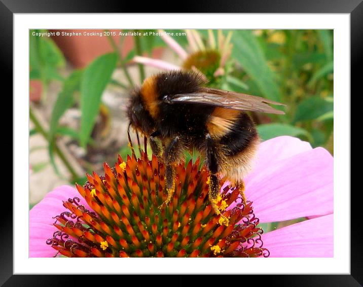  Bumble on Echinacea Flower Framed Mounted Print by Stephen Cocking