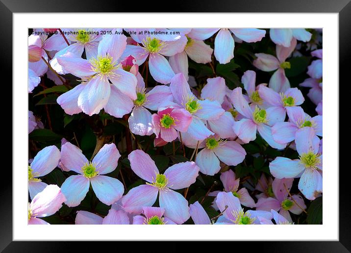  Clematis Montana Framed Mounted Print by Stephen Cocking