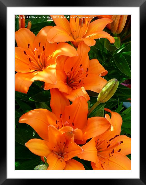  Lily Flowers Framed Mounted Print by Stephen Cocking