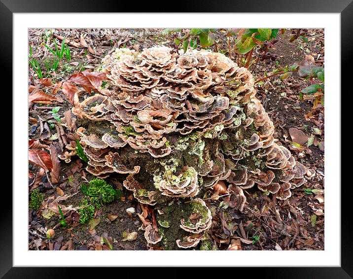  Tree Stump and Mushrooms Framed Mounted Print by Stephen Cocking