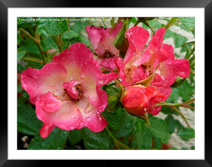  Cambridgeshire Ground Cover Rose Framed Mounted Print by Stephen Cocking