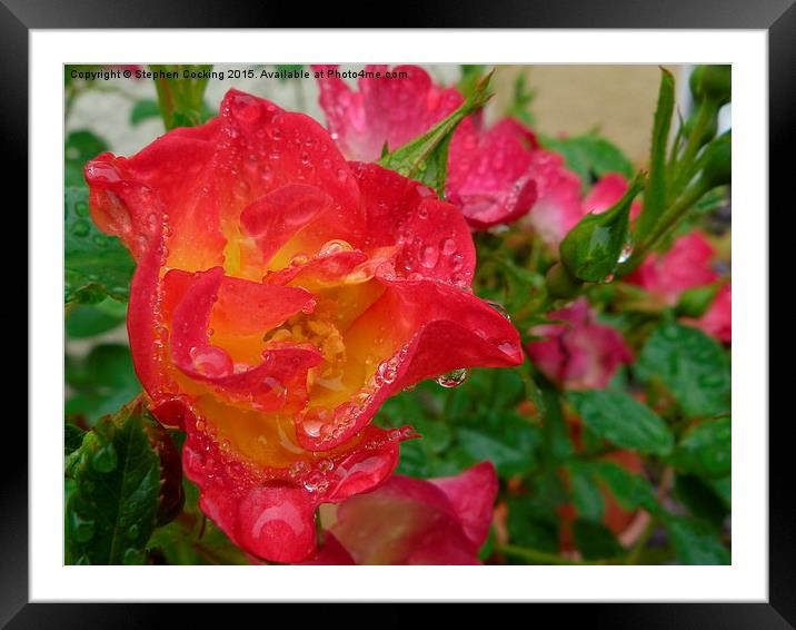  Rose and Water Droplets Framed Mounted Print by Stephen Cocking