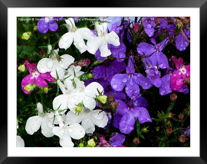  Lobelia Flowers with Rainwater Framed Mounted Print by Stephen Cocking