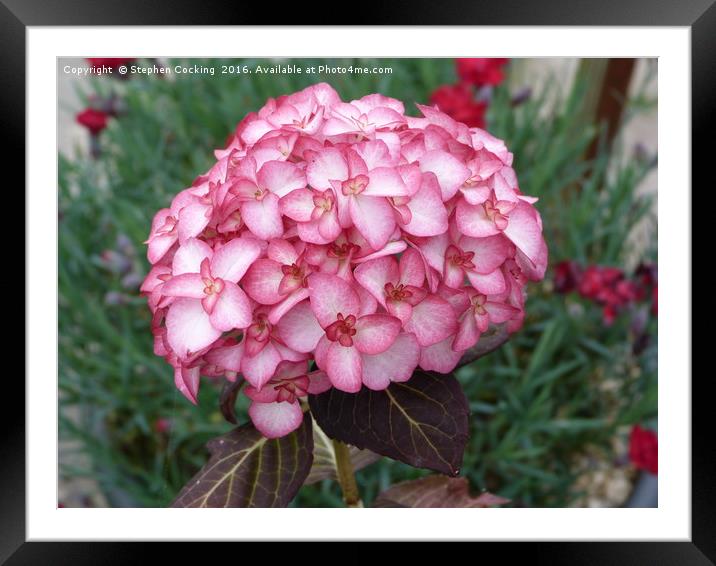 Pink Hydrangea Flower Framed Mounted Print by Stephen Cocking