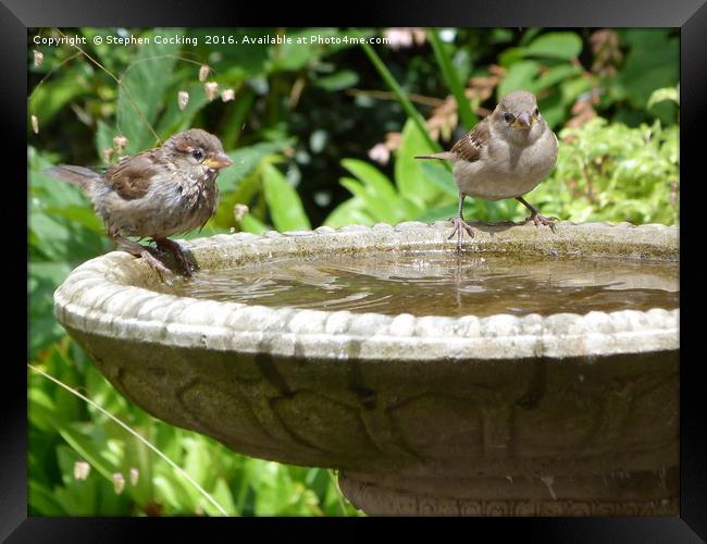 House Sparrows at Bird Bath Framed Print by Stephen Cocking