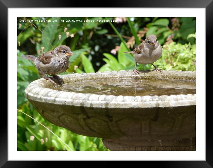 House Sparrows at Bird Bath Framed Mounted Print by Stephen Cocking