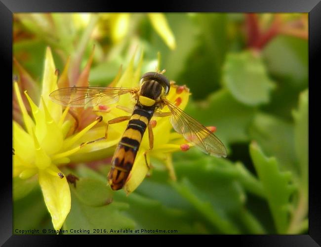 Hoverfly on Yellow Alpine Flower Framed Print by Stephen Cocking
