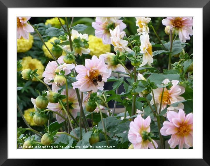 Two Bees on Dahlia Framed Mounted Print by Stephen Cocking