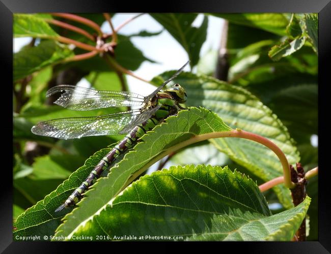 Dragonfly in Cherry Tree Framed Print by Stephen Cocking