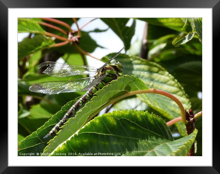 Dragonfly in Cherry Tree Framed Mounted Print by Stephen Cocking