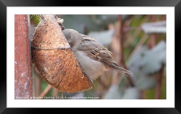Sparrow feeding for winter Framed Mounted Print by Stephen Cocking
