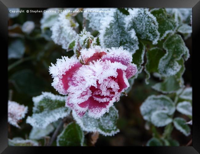 Frosted Rose Framed Print by Stephen Cocking