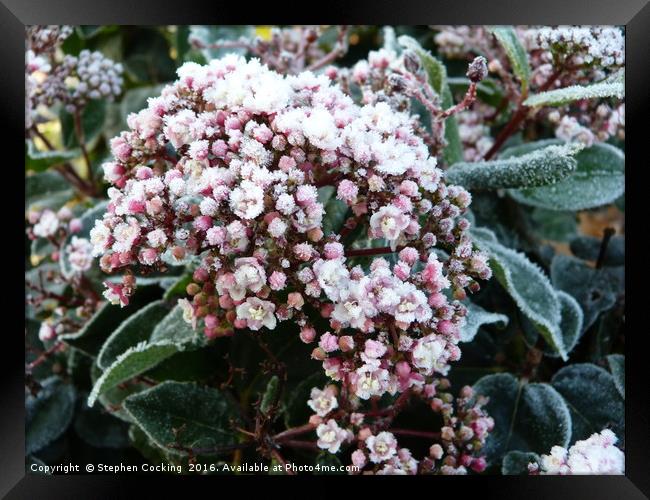 Winter Flowers Framed Print by Stephen Cocking