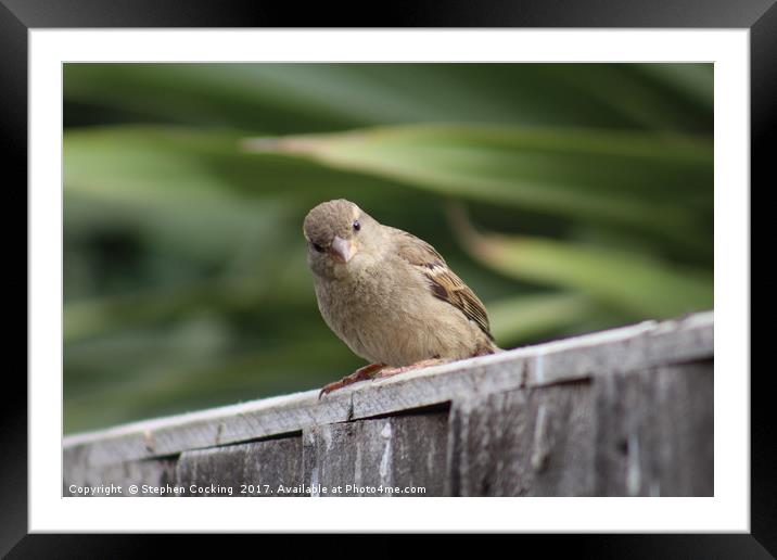 House Sparrow Framed Mounted Print by Stephen Cocking