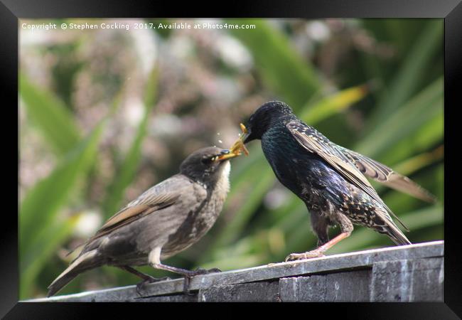 Starling Feeding Chick Framed Print by Stephen Cocking