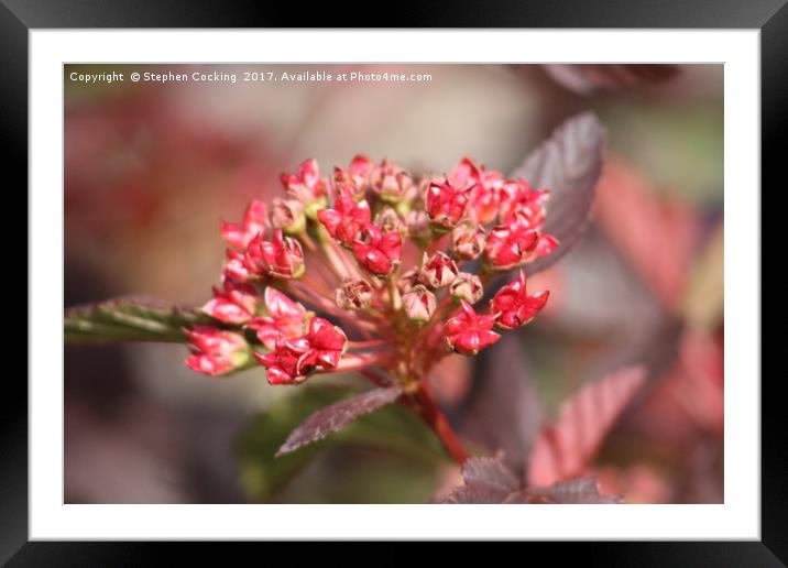 Physocarpus Flowers Framed Mounted Print by Stephen Cocking
