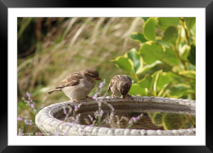 Sparrows Drinking Station Framed Mounted Print by Stephen Cocking