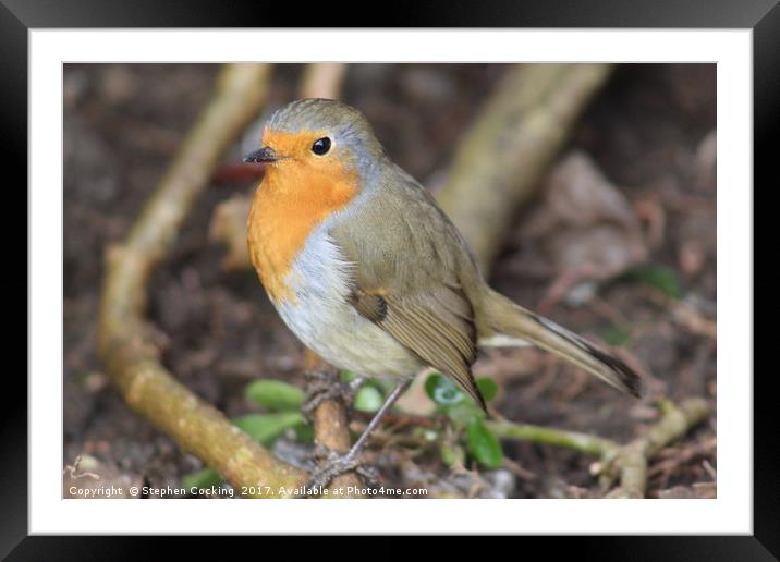 Robin - Standing on Branch Framed Mounted Print by Stephen Cocking