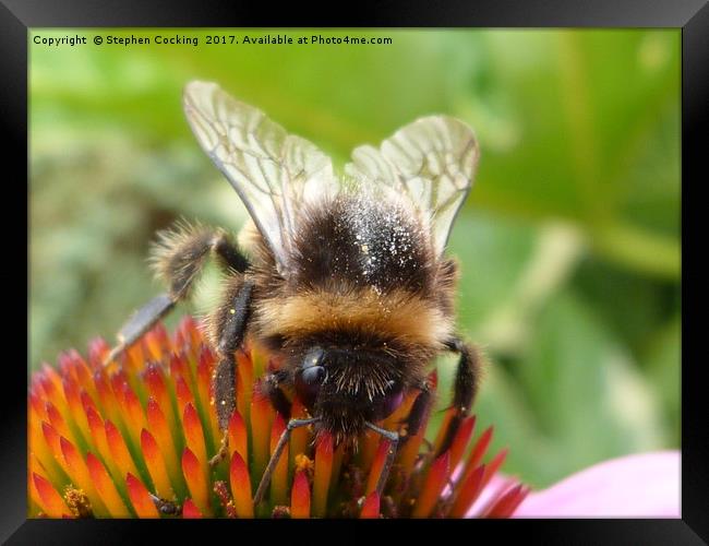 Bumble Bee on Echinacea  Framed Print by Stephen Cocking
