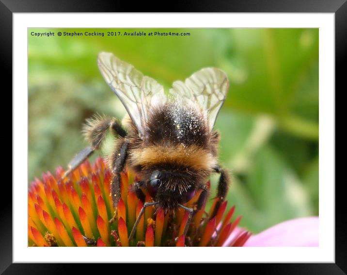 Bumble Bee on Echinacea  Framed Mounted Print by Stephen Cocking