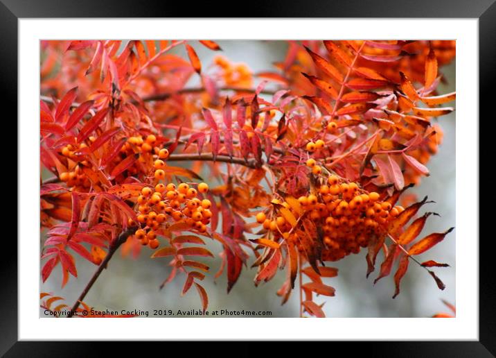 Sorbus - Autumn Spire Framed Mounted Print by Stephen Cocking