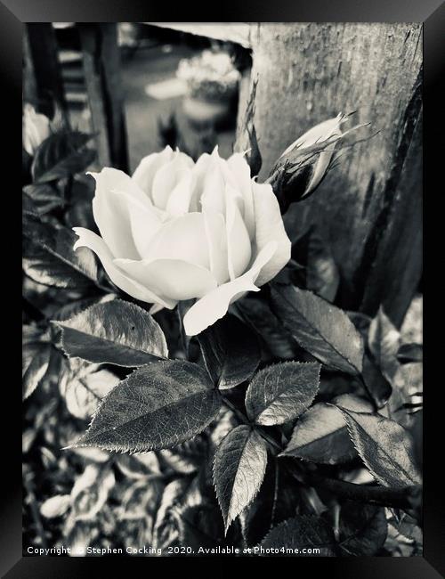 Rose with rosebuds Framed Print by Stephen Cocking