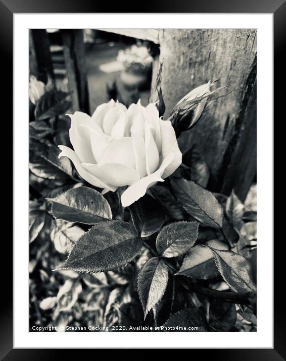 Rose with rosebuds Framed Mounted Print by Stephen Cocking