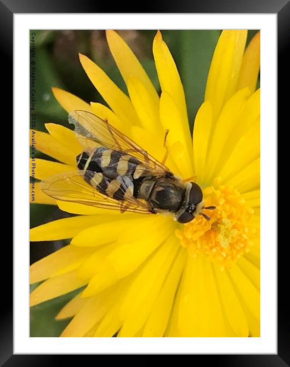 Hoverfly on flower  Framed Mounted Print by Stephen Cocking
