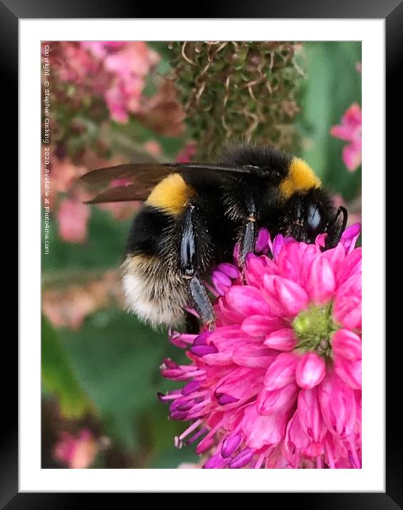 Bumble Bee on Flower Framed Mounted Print by Stephen Cocking