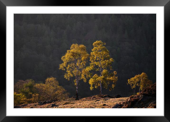Golden light on Holme Fell, The Lake District Framed Mounted Print by Dan Ward