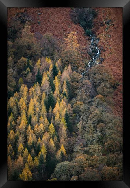 Autumn in Borrowdale Framed Print by Dan Ward