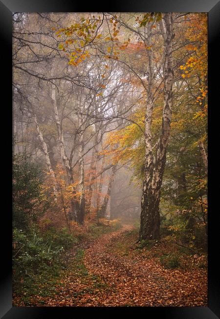 Autumn woodland Framed Print by Dan Ward