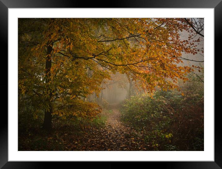 Autumn woodland Framed Mounted Print by Dan Ward